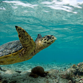 Hawksbill Turtle