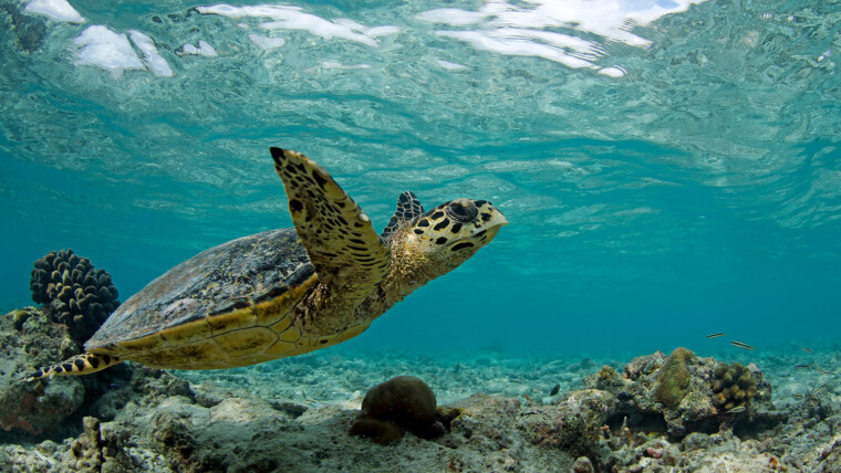 Hawksbill Turtle