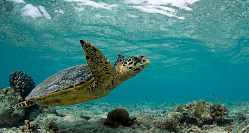 Hawksbill Turtle