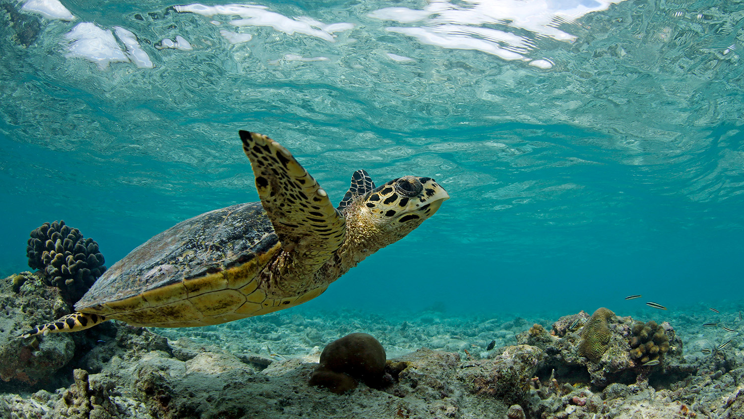 Hawksbill Turtle
