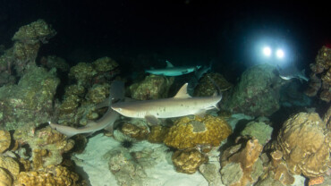 Night diving