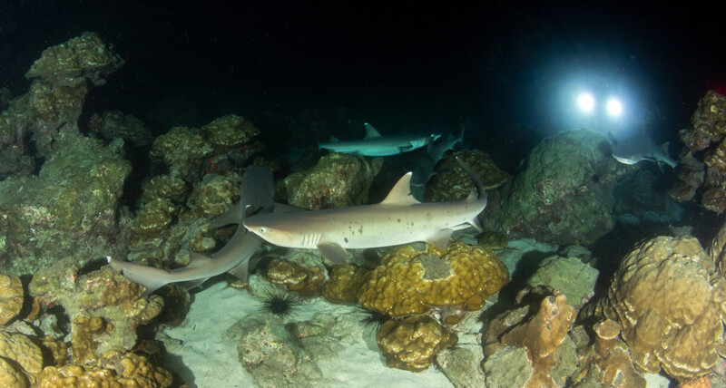 Night diving