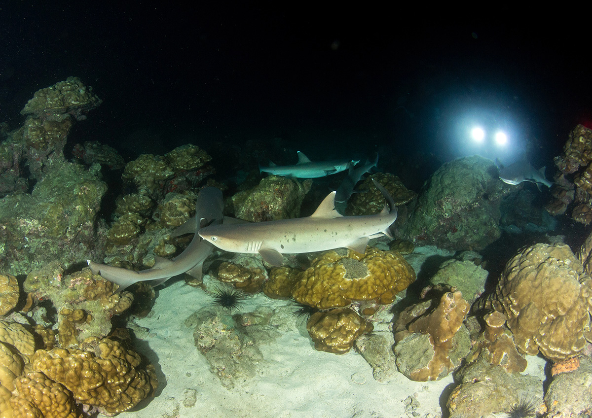 Night Diver