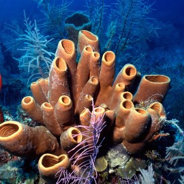 Belize reef