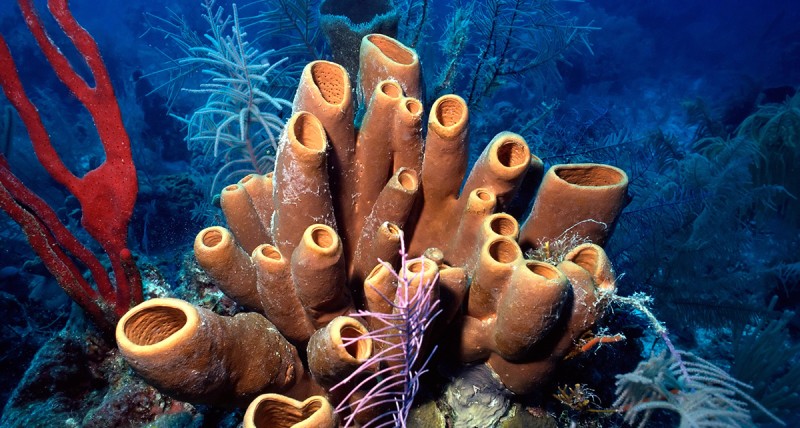 Belize reef