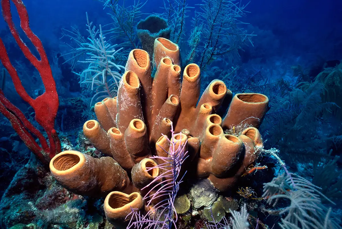 Belize reef