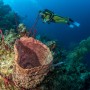 Advancing Your Skills: Why Continuing Your Dive Education Is Worth It