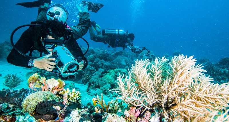 Researching a reef