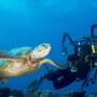 From Curiosity to Certification: What It’s Like to Take Your First Scuba Lesson as an Adult